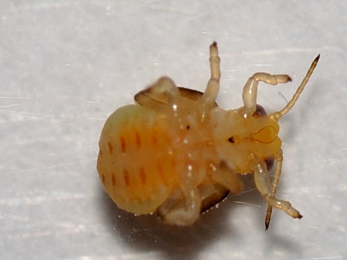 Psyllidae - Glycaspis brimblecombei